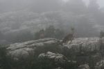 Caminito del Rey